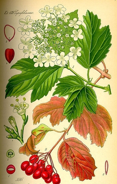 Pflanzenbild gross Gemeiner Schneeball - Viburnum opulus