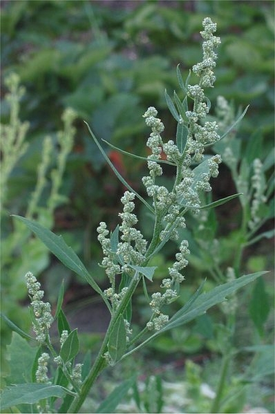 Pflanzenbild gross Weisser Gänsefuss - Chenopodium album