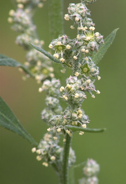 Pflanzenbild gross Weisser Gänsefuss - Chenopodium album