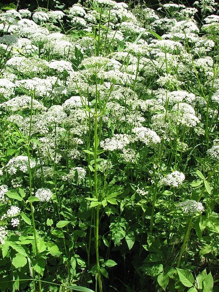 Pflanzenbild gross Geissfuss - Aegopodium podagraria