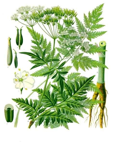 Pflanzenbild gross Wiesen-Kerbel - Anthriscus sylvestris