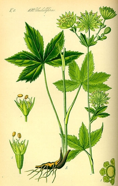 Pflanzenbild gross Grosse Sterndolde - Astrantia major