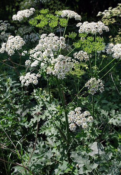 Pflanzenbild gross Wiesen-Bärenklau - Heracleum sphondylium