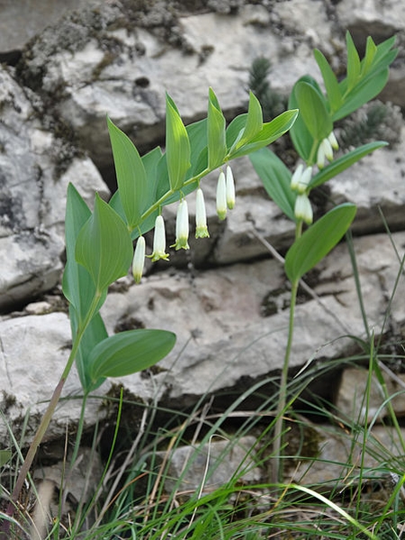 Pflanzenbild gross Echtes Salomonssiegel - Polygonatum odoratum