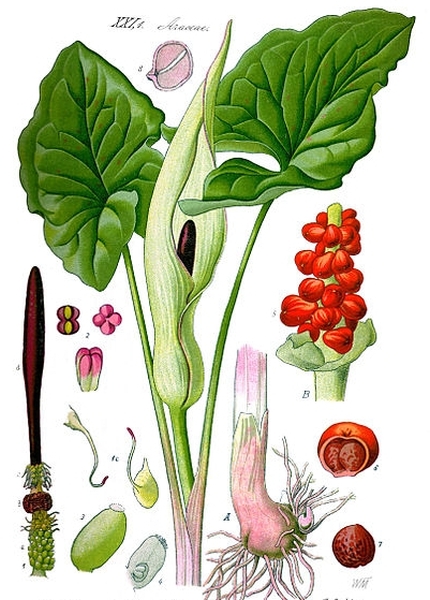 Pflanzenbild gross Gemeiner Aronstab - Arum maculatum
