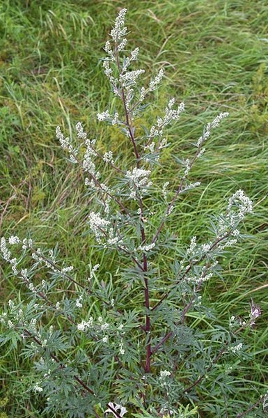 Pflanzenbild gross Gemeiner Beifuss - Artemisia vulgaris