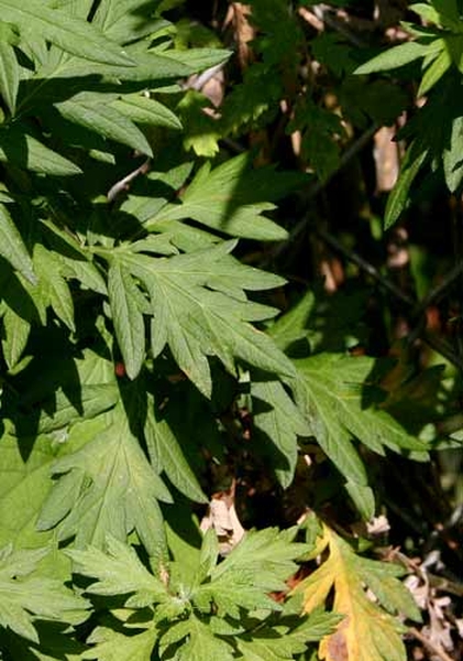 Pflanzenbild gross Gemeiner Beifuss - Artemisia vulgaris