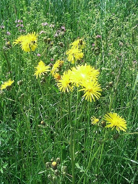 Pflanzenbild gross Wiesen-Pippau - Crepis biennis
