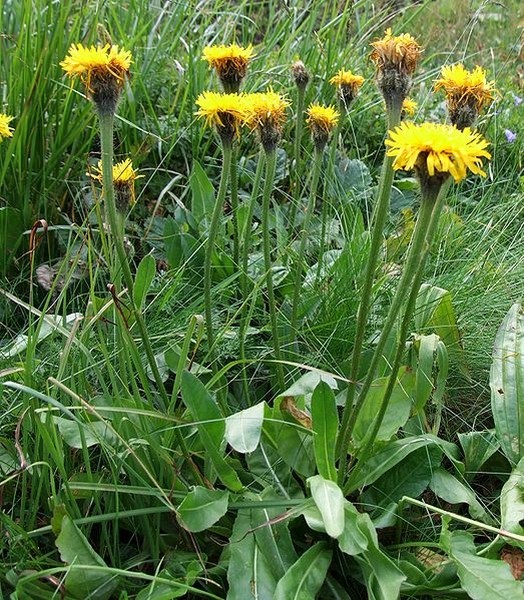 Pflanzenbild gross Einköpfiges Ferkelkraut - Hypochaeris uniflora