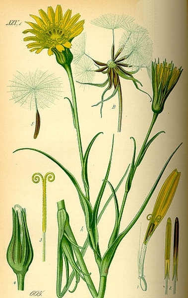 Pflanzenbild gross Wiesen-Bocksbart - Tragopogon pratensis