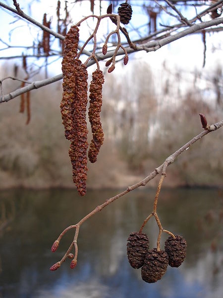 Pflanzenbild gross Schwarz-Erle - Alnus glutinosa
