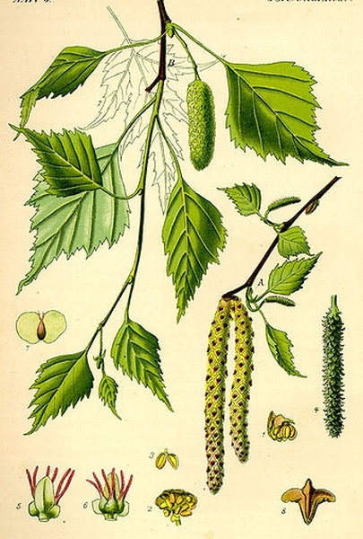 Pflanzenbild gross Hänge-Birke - Betula pendula