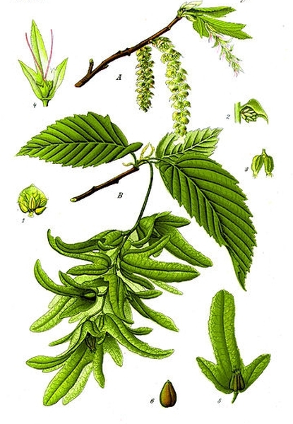 Pflanzenbild gross Hagebuche - Carpinus betulus