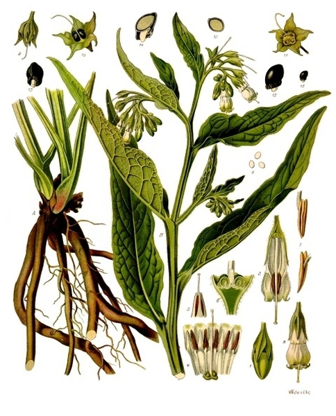 Pflanzenbild gross Echte Wallwurz - Symphytum officinale