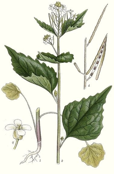 Pflanzenbild gross Knoblauchhederich - Alliaria petiolata