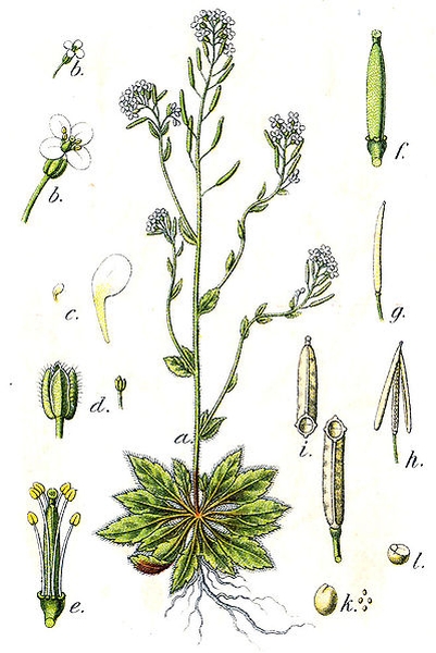 Pflanzenbild gross Schotenkresse - Arabidopsis thaliana