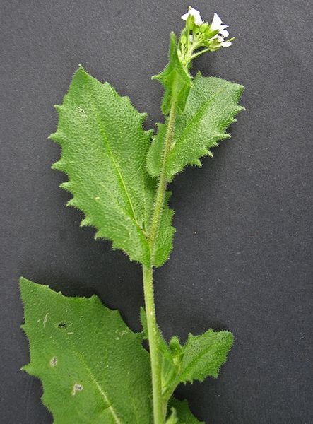 Pflanzenbild gross Alpen-Gänsekresse - Arabis alpina