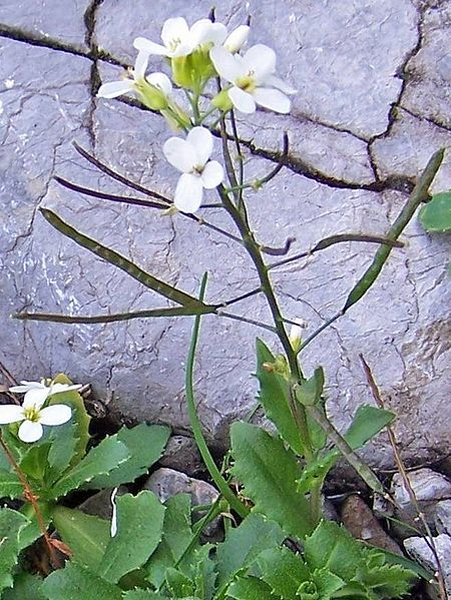 Pflanzenbild gross Alpen-Gänsekresse - Arabis alpina