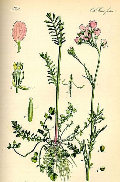 Pflanzenbild gross Gewöhnliches Wiesen-Schaumkraut - Cardamine pratensis