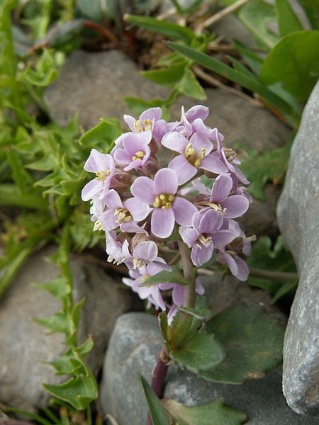 Pflanzenbild gross Rundblättriges Täschelkraut - Thlaspi rotundifolium