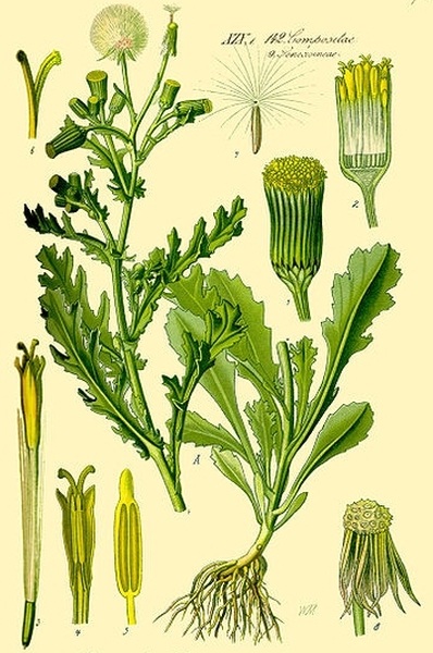 Pflanzenbild gross Gemeines Greiskraut - Senecio vulgaris