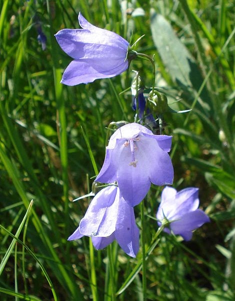 Pflanzenbild gross Rundblättrige Glockenblume - Campanula rotundifolia
