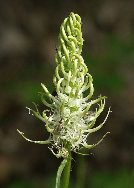 Pflanzenbild gross Ährige Rapunzel - Phyteuma spicatum