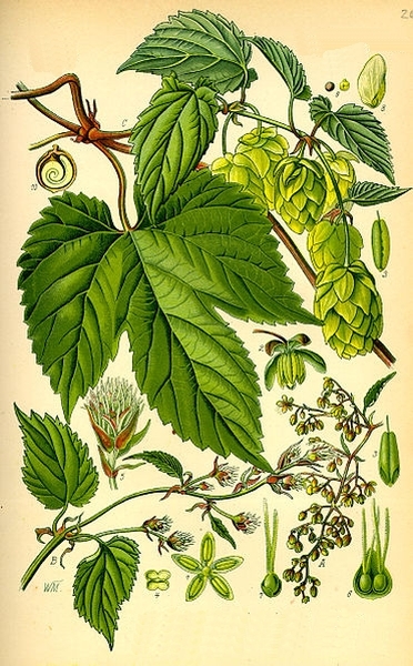 Pflanzenbild gross Hopfen - Humulus lupulus