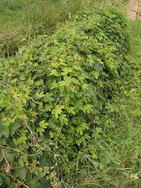 Pflanzenbild gross Hopfen - Humulus lupulus