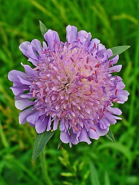 Pflanzenbild gross Feld-Witwenblume - Knautia arvensis