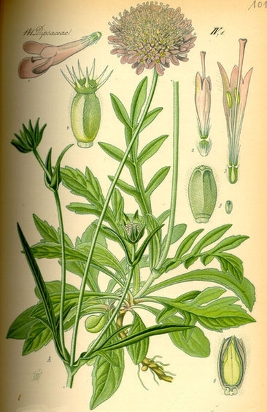 Pflanzenbild gross Feld-Witwenblume - Knautia arvensis