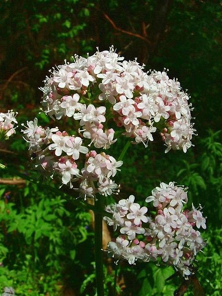 Pflanzenbild gross Gewöhnlicher Arznei-Baldrian - Valeriana officinalis