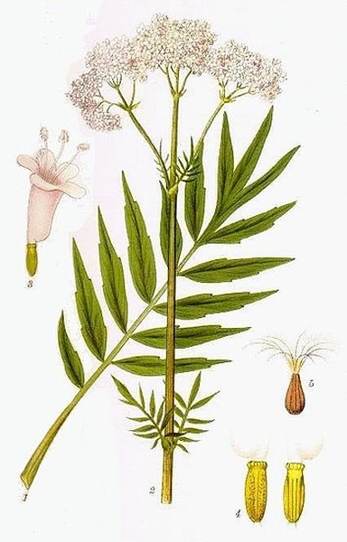 Pflanzenbild gross Gewöhnlicher Arznei-Baldrian - Valeriana officinalis