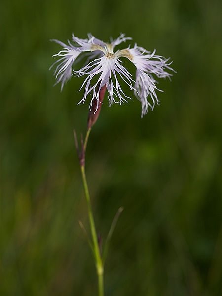 Pflanzenbild gross Pracht-Nelke - Dianthus superbus
