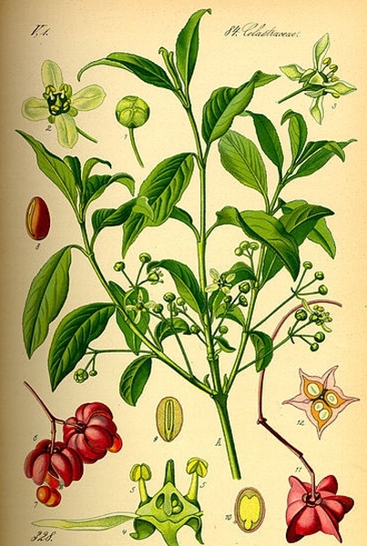 Pflanzenbild gross Gemeines Pfaffenhütchen - Euonymus europaeus