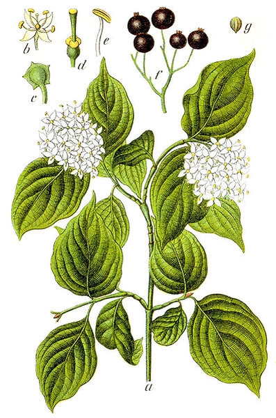 Pflanzenbild gross Hartriegel - Cornus sanguinea