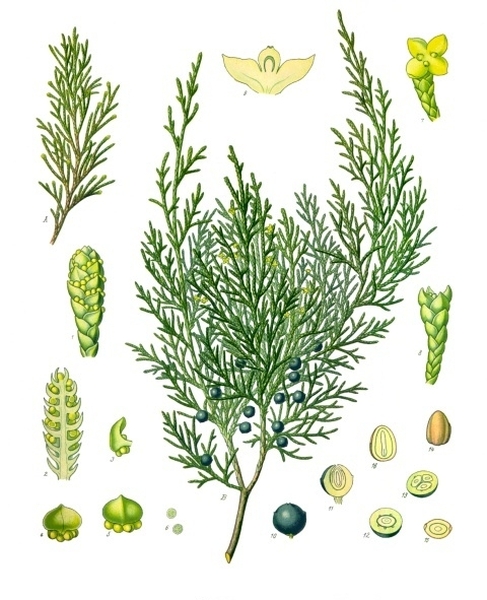 Pflanzenbild gross Sefistrauch - Juniperus sabina