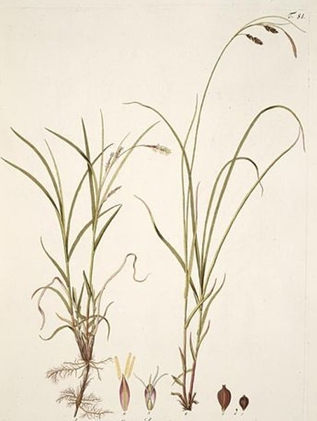 Pflanzenbild gross Rost-Segge - Carex ferruginea