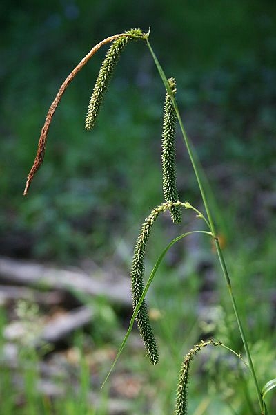 Pflanzenbild gross Hänge-Segge - Carex pendula