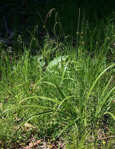 Pflanzenbild gross Hänge-Segge - Carex pendula