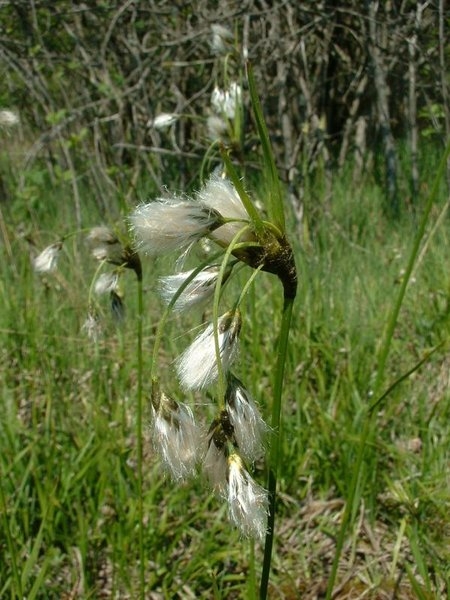 Pflanzenbild gross Breitblättriges Wollgras - Eriophorum latifolium