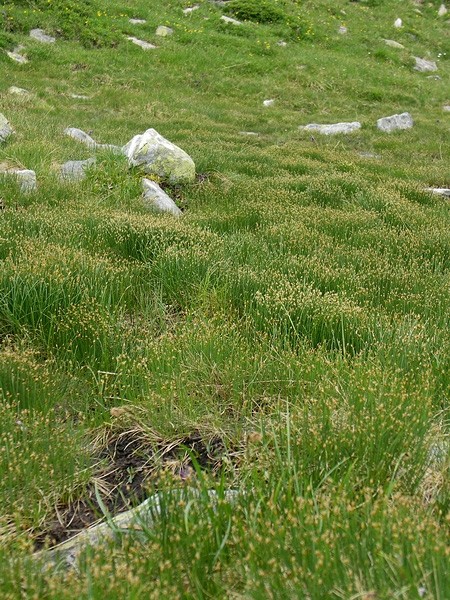 Pflanzenbild gross Rasen-Haarbinse - Trichophorum cespitosum