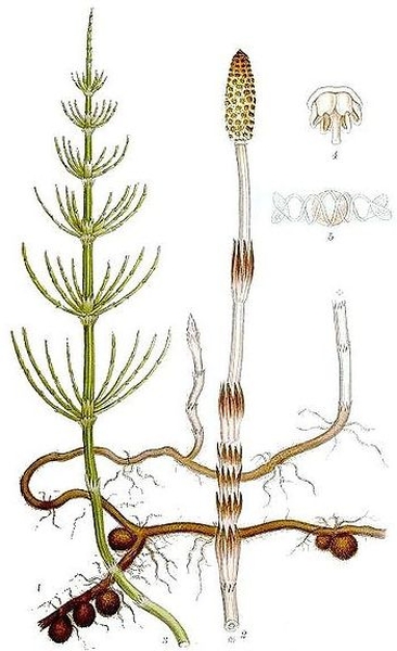 Pflanzenbild gross Acker-Schachtelhalm - Equisetum arvense