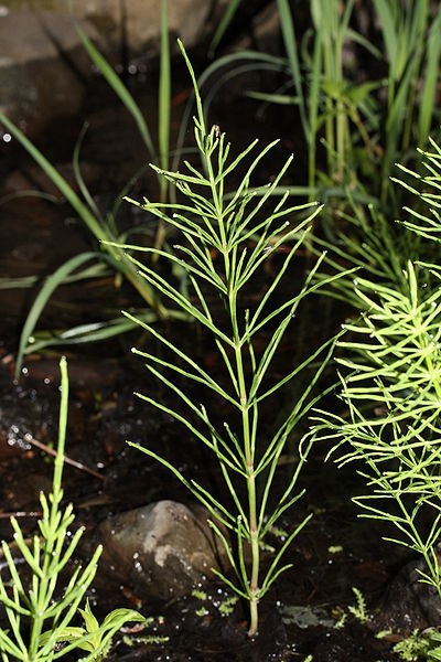 Pflanzenbild gross Acker-Schachtelhalm - Equisetum arvense