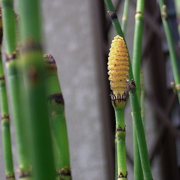 Pflanzenbild gross Winter-Schachtelhalm - Equisetum hyemale