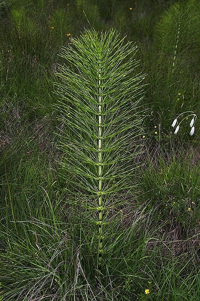 Pflanzenbild gross Riesen-Schachtelhalm - Equisetum telmateia