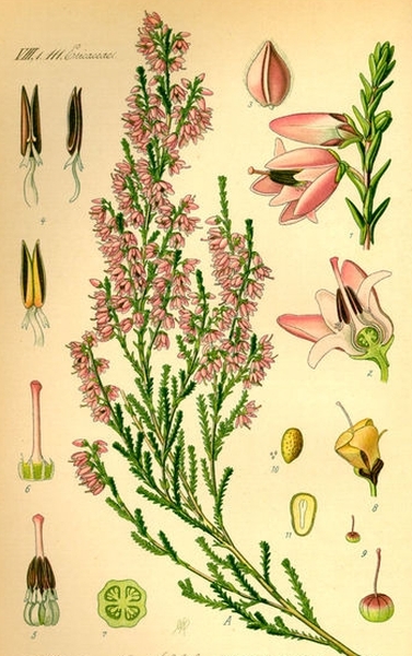Pflanzenbild gross Besenheide - Calluna vulgaris