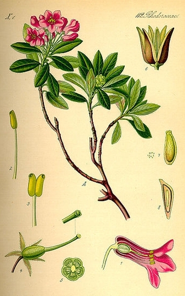 Pflanzenbild gross Bewimperte Alpenrose - Rhododendron hirsutum