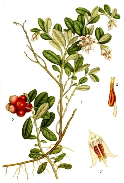 Pflanzenbild gross Preiselbeere - Vaccinium vitis-idaea