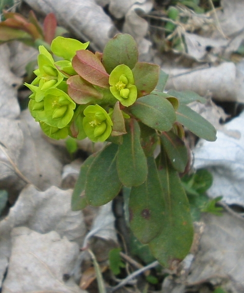 Pflanzenbild gross Mandelblättrige Wolfsmilch - Euphorbia amygdaloides